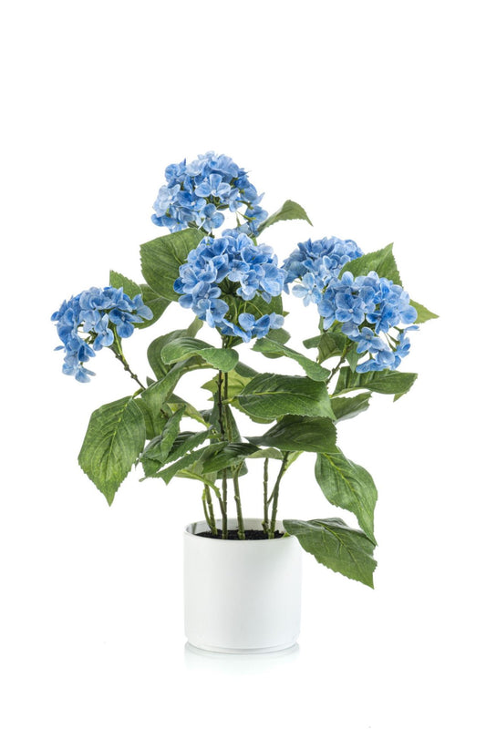 Hydrangea blue in pot 50cm