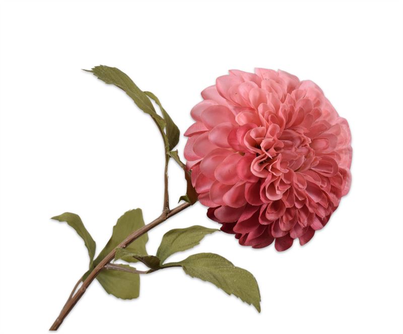 DAHLIA STEEL ROZE RT 83 cm