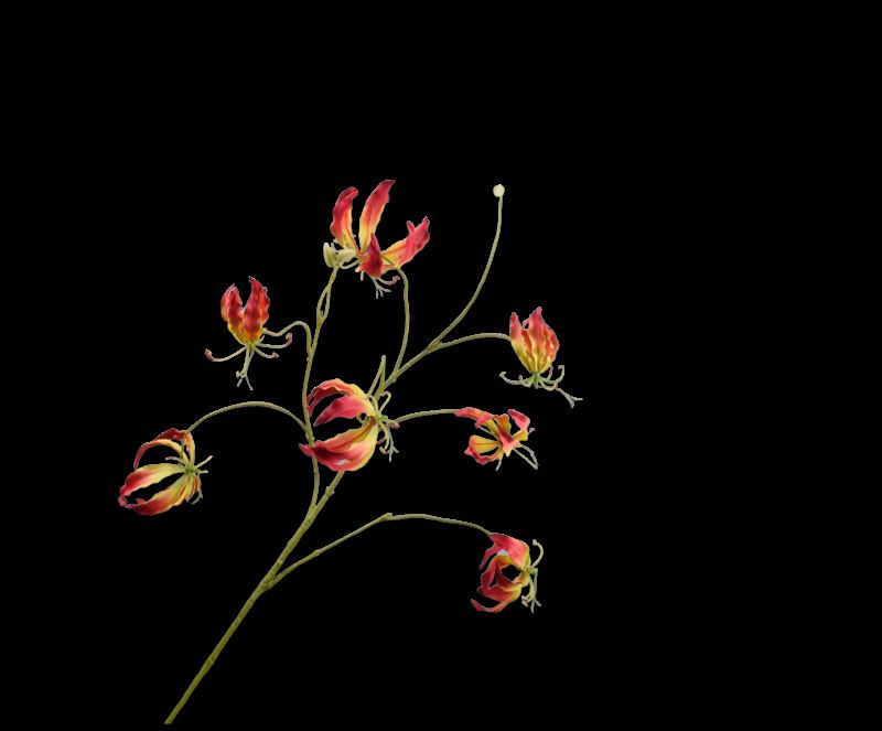 GLORIOSA TAK GL/ROZ 110 cm