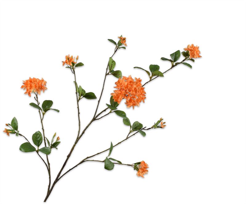 SERING TAK ORANJE