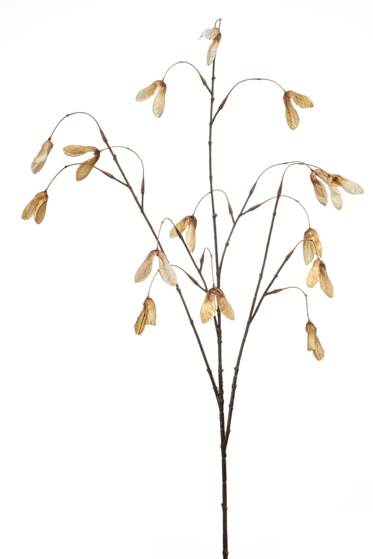 Maple seed spray beige 100cm