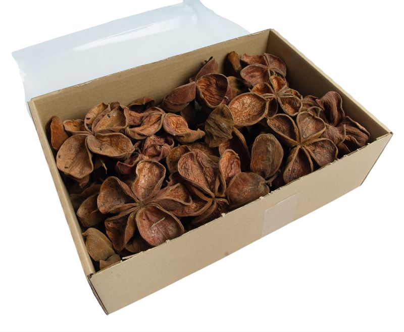 Land lotus naturel
