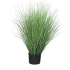 King festuca green in pot 76cm á 4 stuks