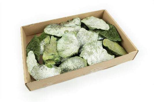 Sponge mushrooms pearl appelgroen