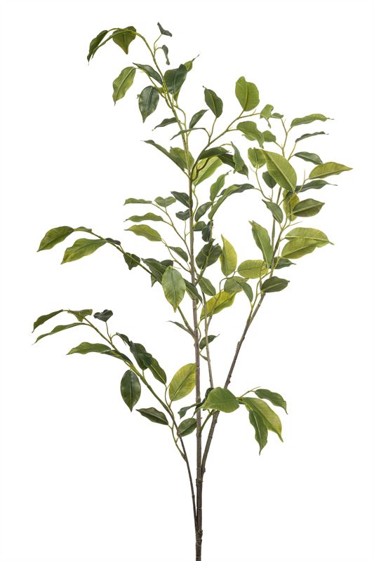 Ficus spray green 110cm
