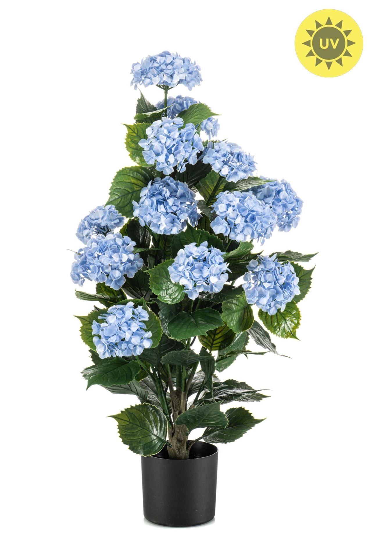 Hydrangea blue UV in pot 90cm