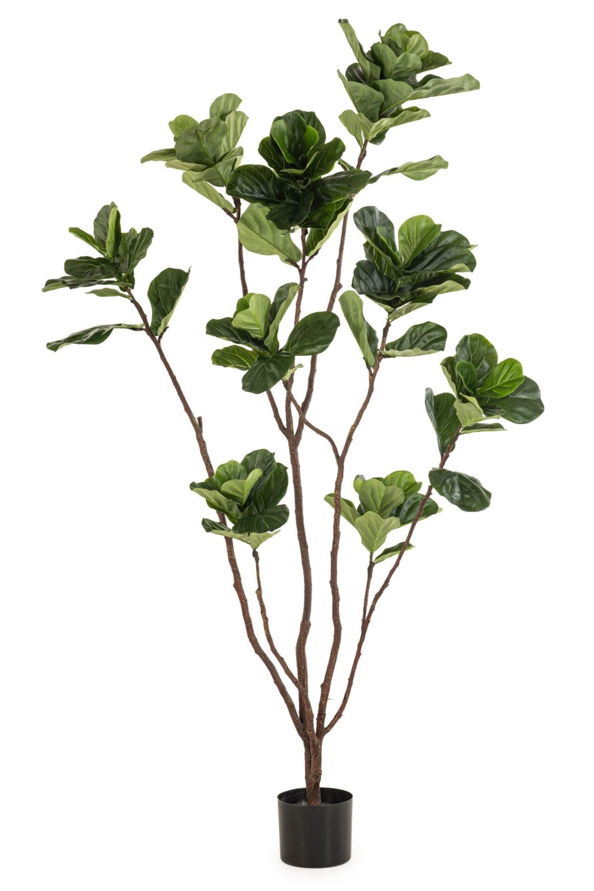 Ficus lyrata tree 240cm KD