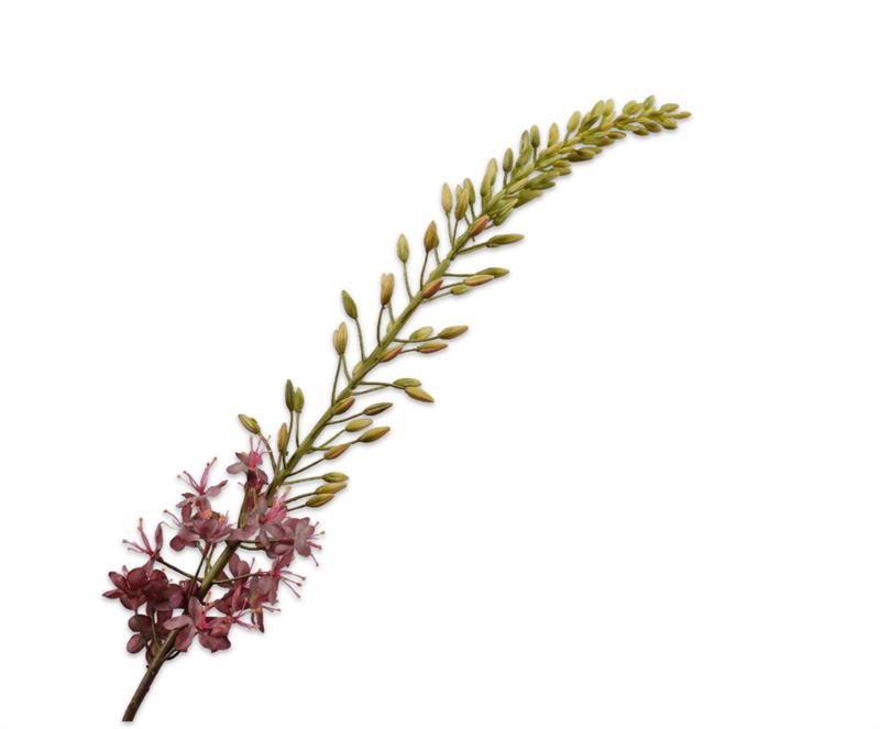 EREMURUS STEEL LILA 107CM