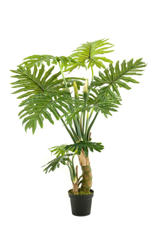 Philodendron 130cm groen 2/ds (knoc