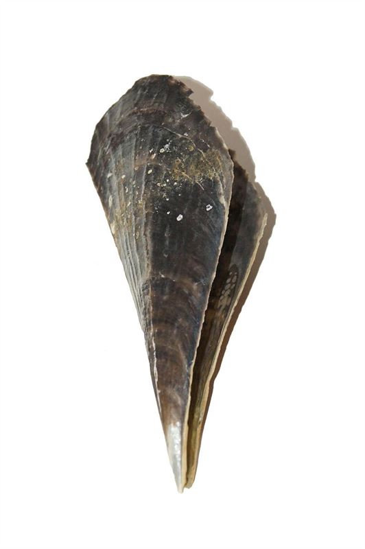 Schelpen penn black nat.1 kg