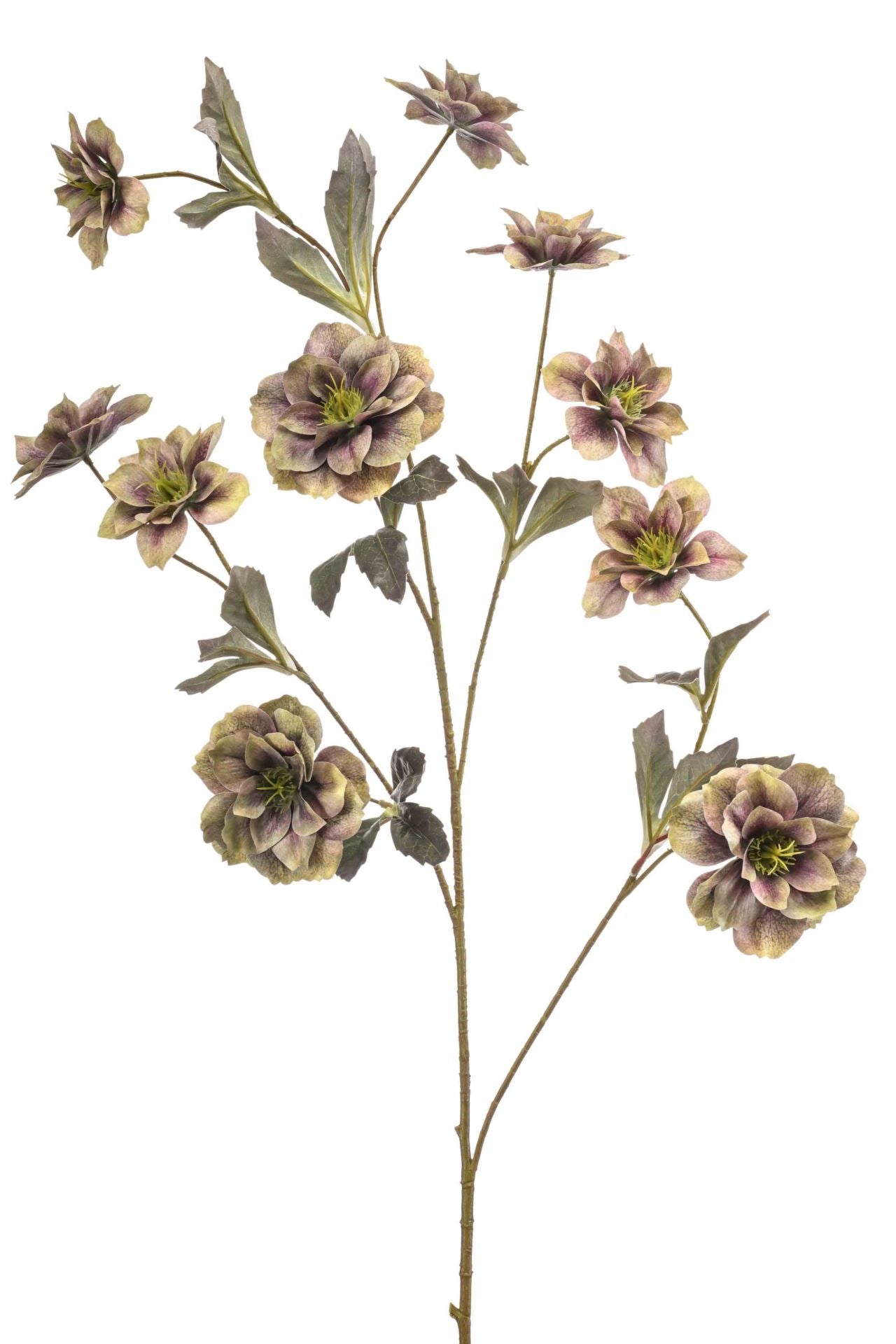 Helleborus spray green 112cm