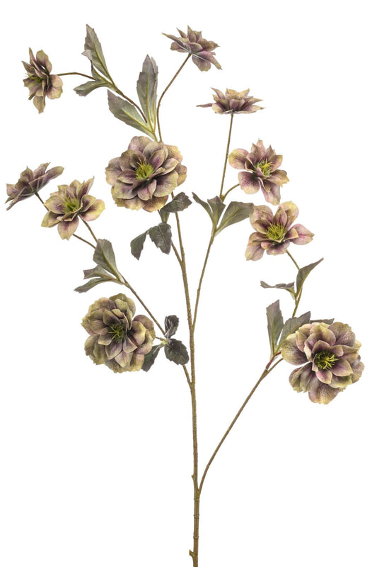 Helleborus spray green 112cm