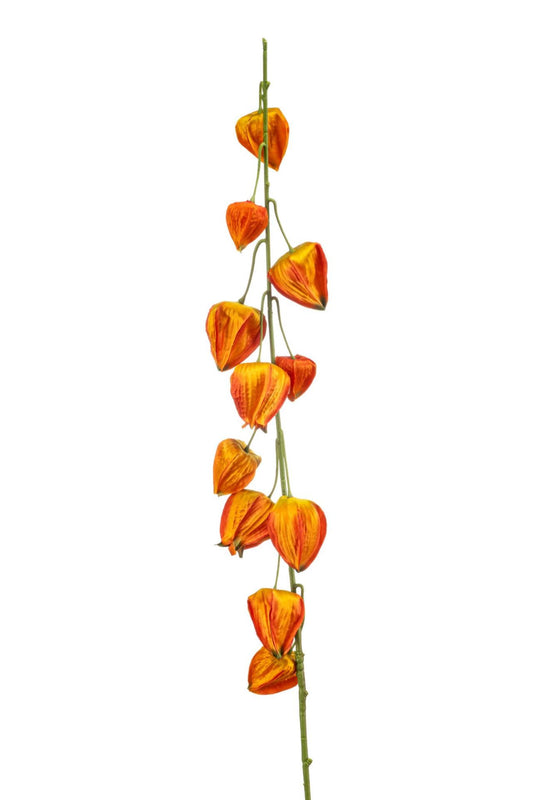 Physalis spray orange 97cm