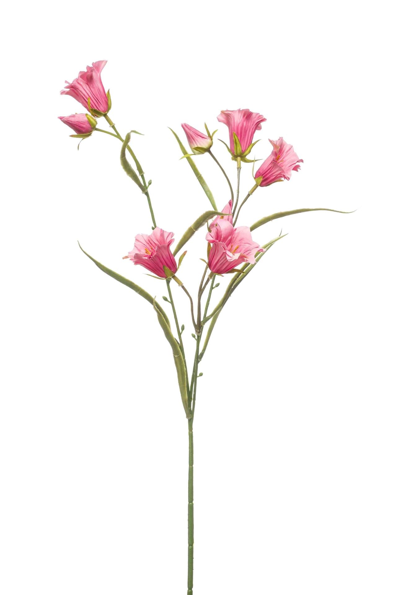Campanula spray fuchsia 65cm á 12 stuks