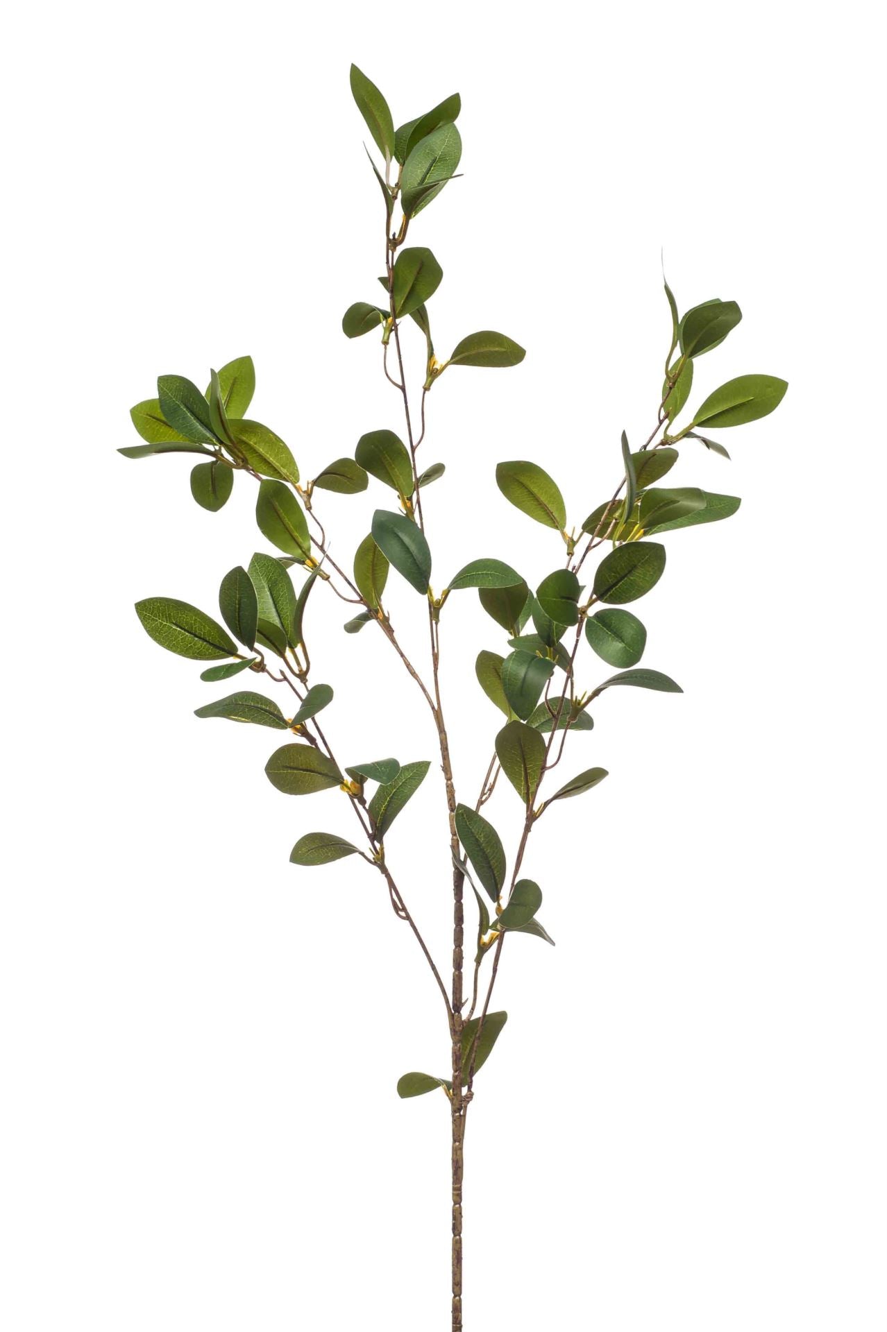 Ruscus spray green 90cm á 24 stuks