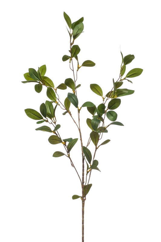 Ruscus spray green 90cm á 24 stuks