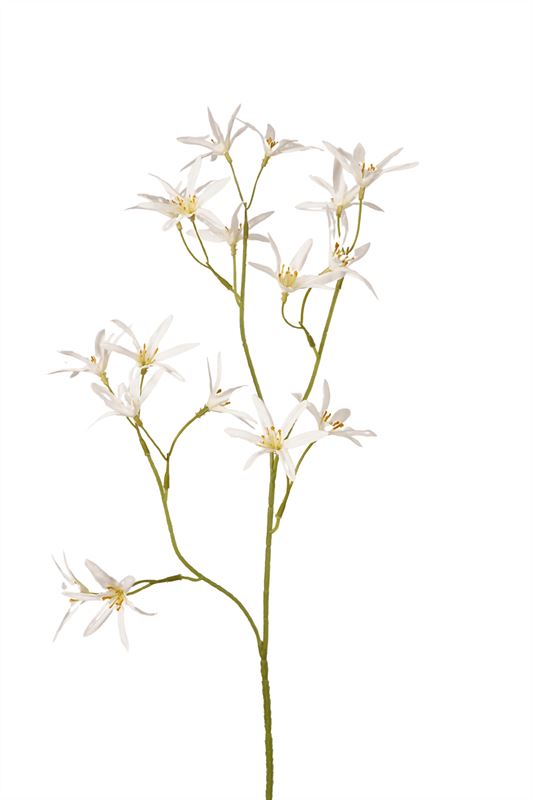 Tweedia spray white 70cm