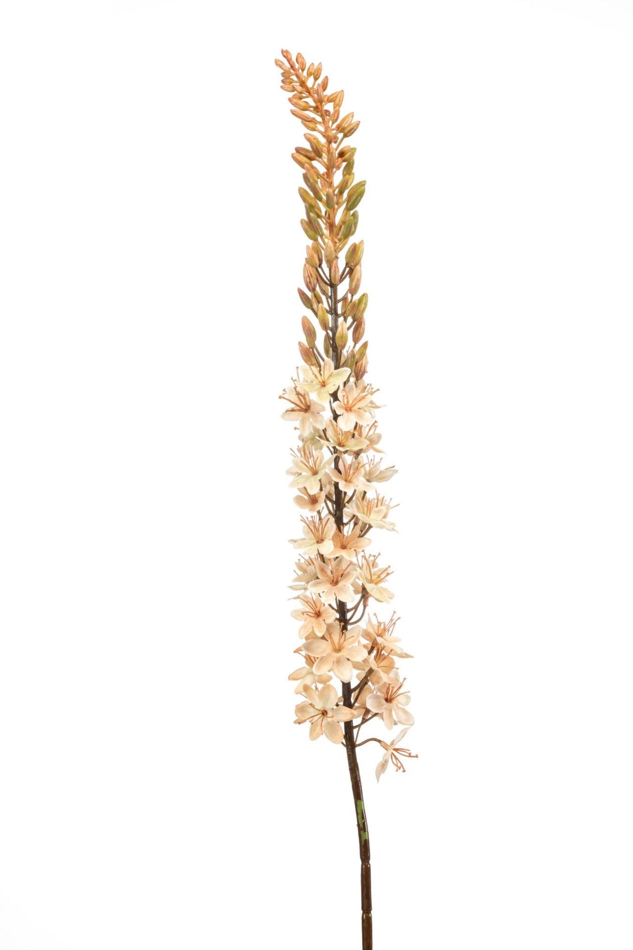 Eremurus spray beige109cm