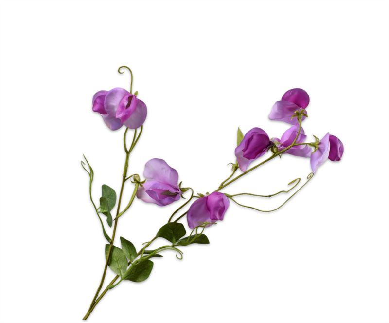 Lathyrus 61cm paars rt 36/ds