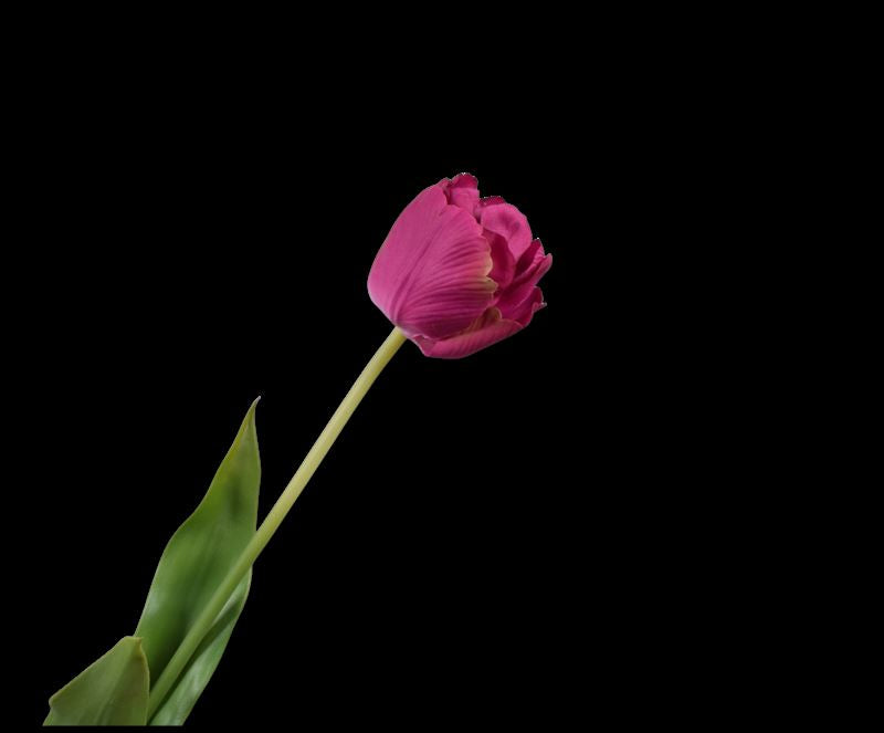 TULP STEEL BEAUTY RT 66 cm