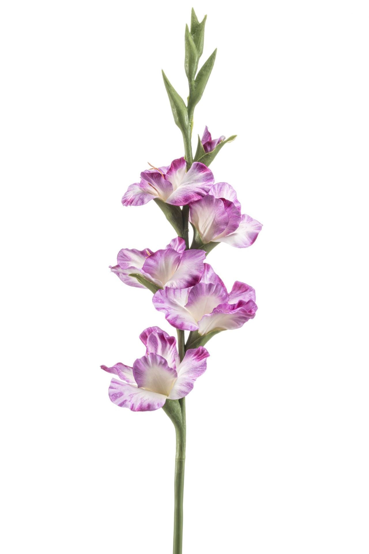 Gladiolus spray lt purple 88cm