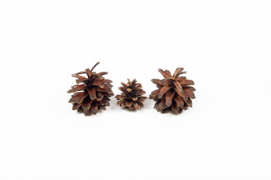 Silvester cone naturel 1kg