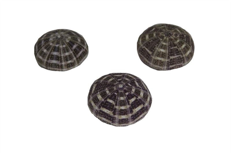 Sea urchins paya paya nat.25 st