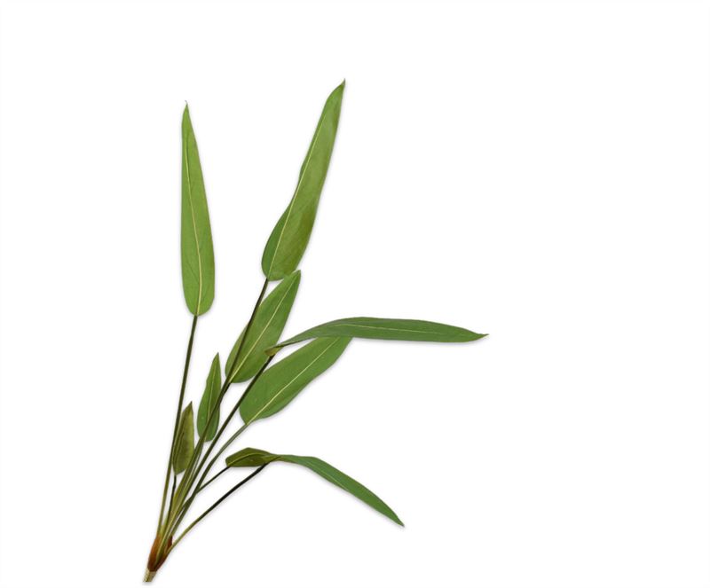Strelitzia 105cm groen bush 12/ds
