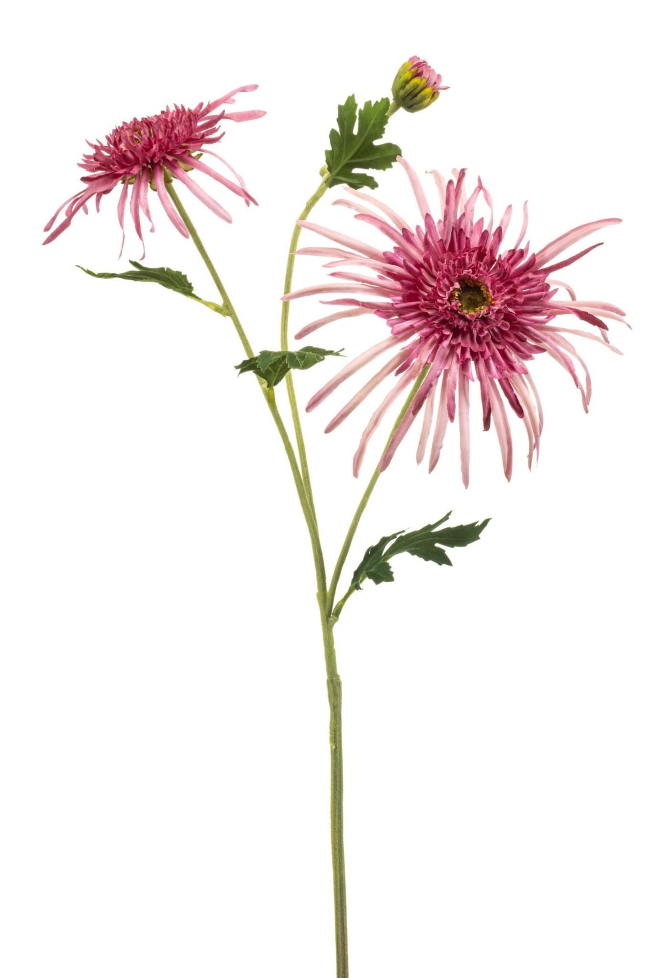 Chrysantum spider spray pink 70cm