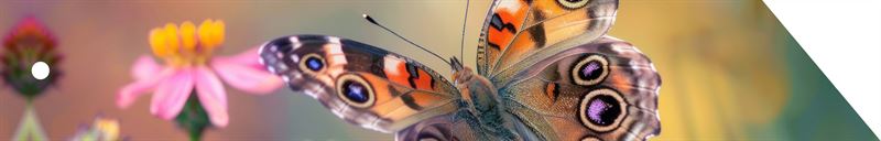 Condoleance Botanic 'ribbon met kra
