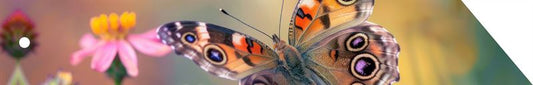 Condoleance Botanic 'ribbon met kra
