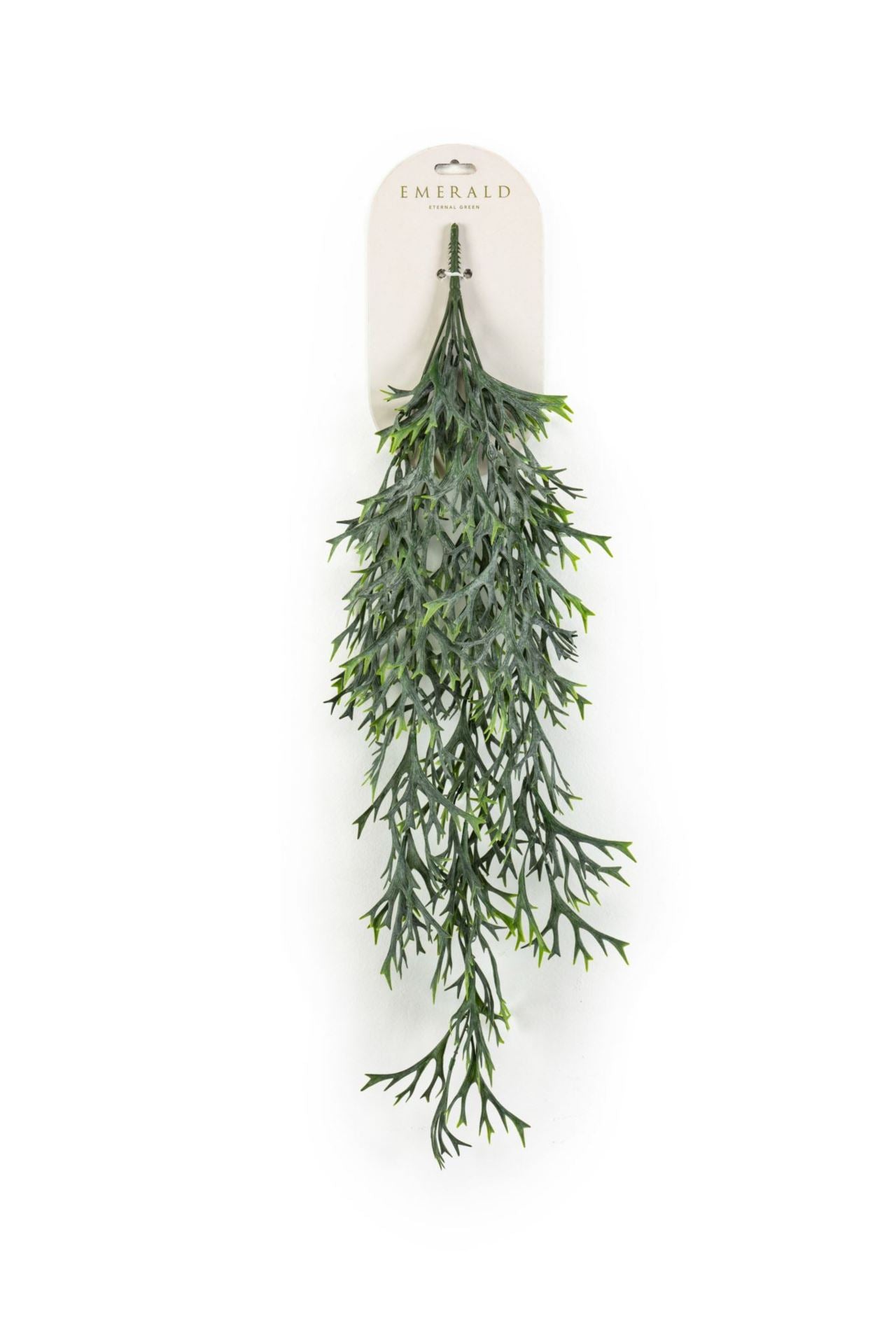 Fern staghorn hangende struik grs 8