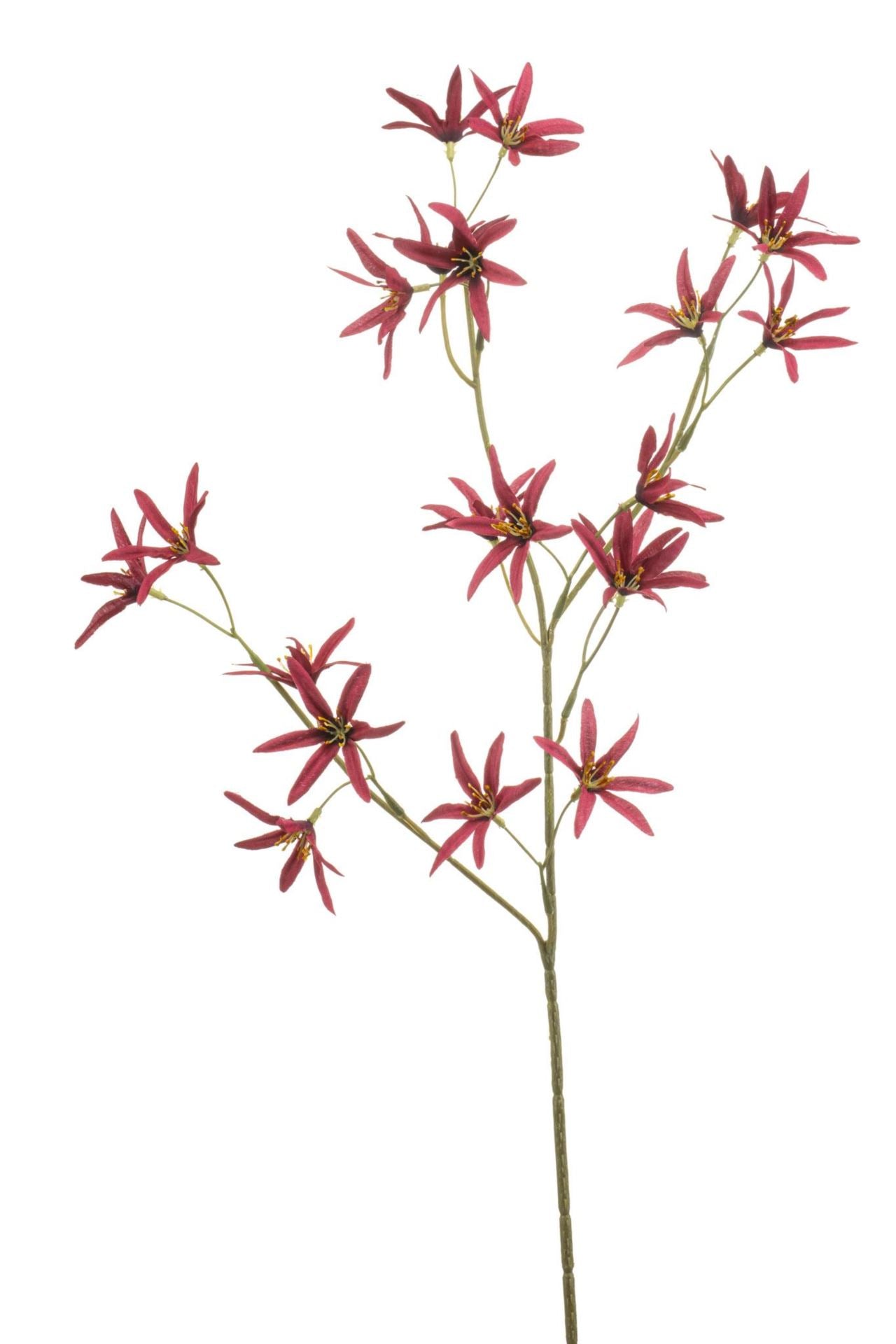 Tweedia spray burgundy 70cm