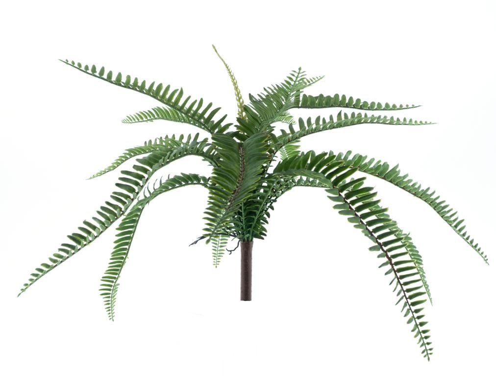 Fern Torres Sunrise middle gr.48cm