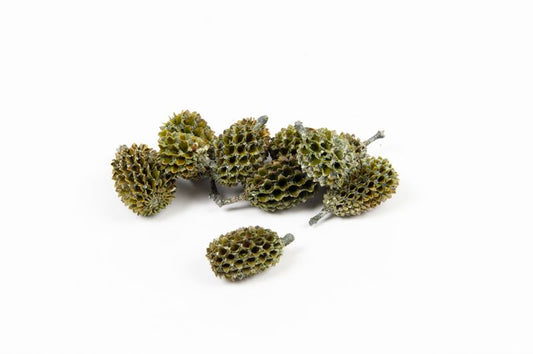 Casuarinakoppen pearl wash groen