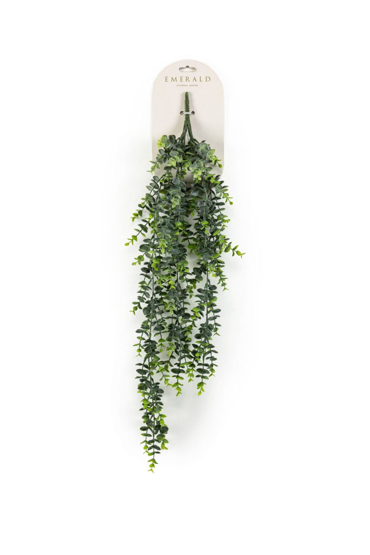 Eucalyptus hangende struik grs 80cm
