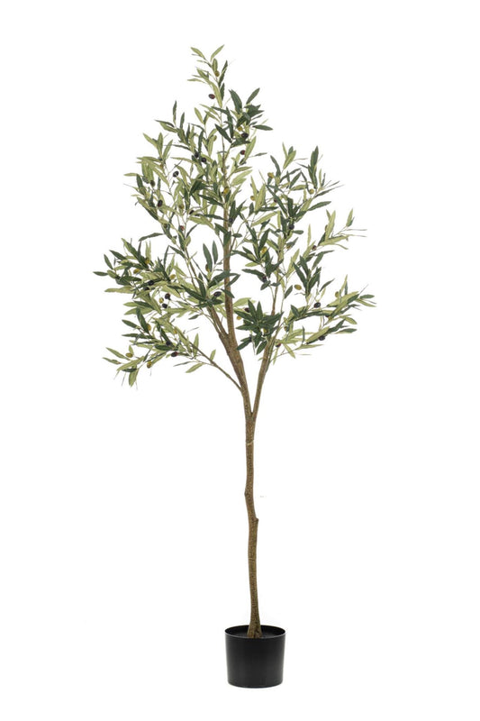 Olive tree 180cm (knock down packin
