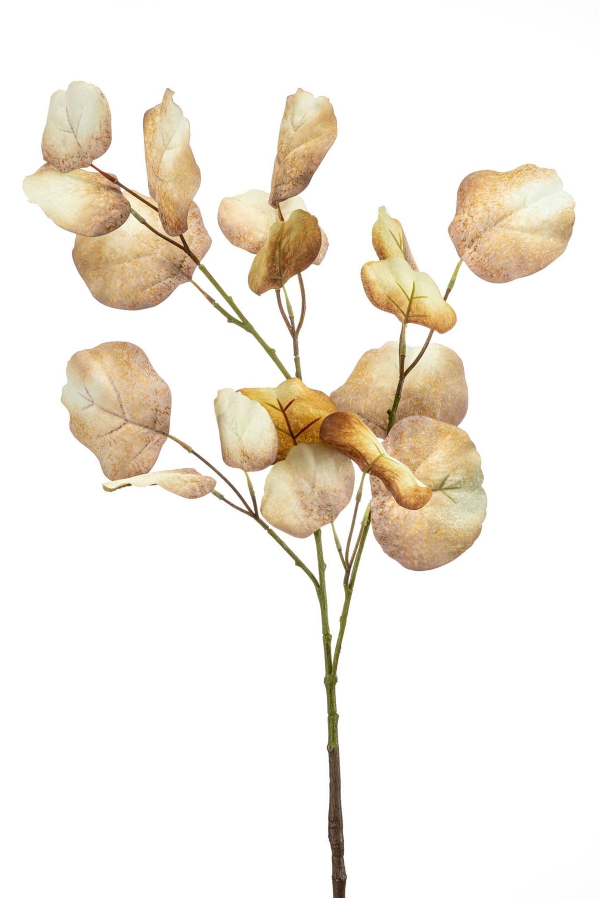 Eucalyptus spray cream/brown 105cm
