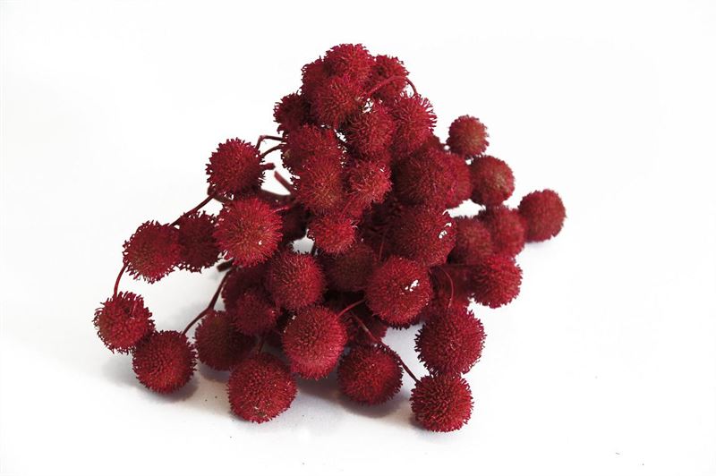 Plataanballen rood250 gr