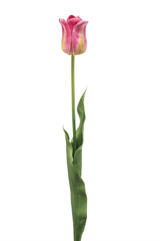 Tulip france spray pink 66cm