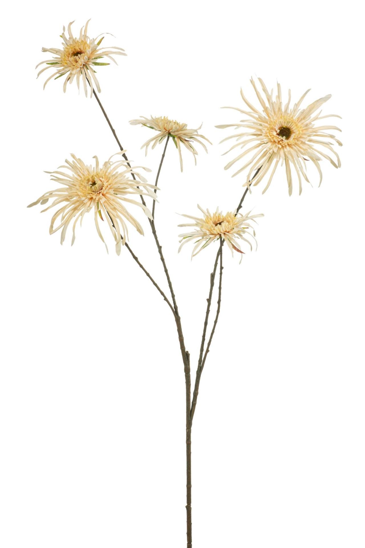 Chrysantum spider spray cream 110cm