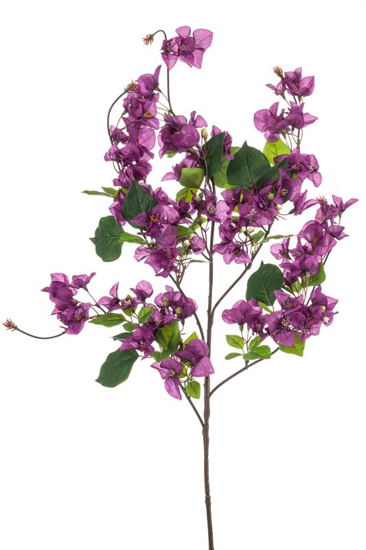 Bougainvillea spray purple 100cm
