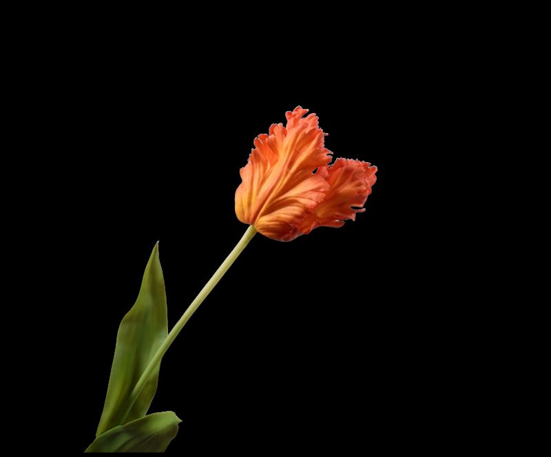 Tulp steel 71cm ora/rd 12/ds