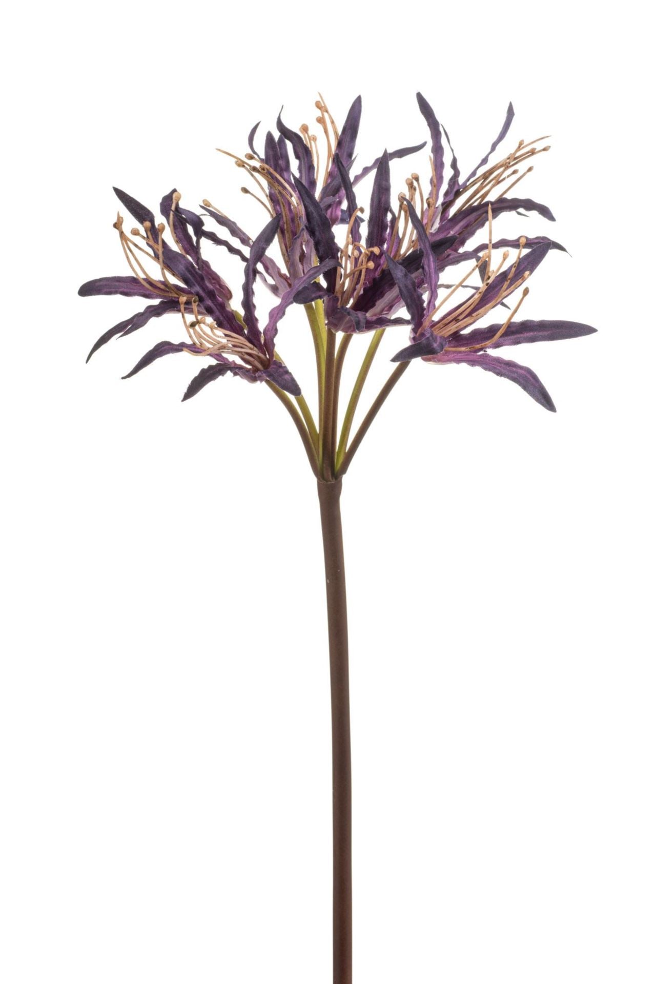 Nerine spray purple 95cm