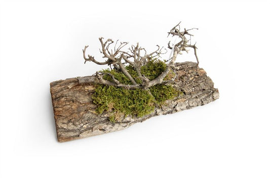 Tafelloper mos/bonsaihout 30 cm nat
