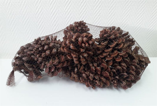 Pinus pinea net naturel