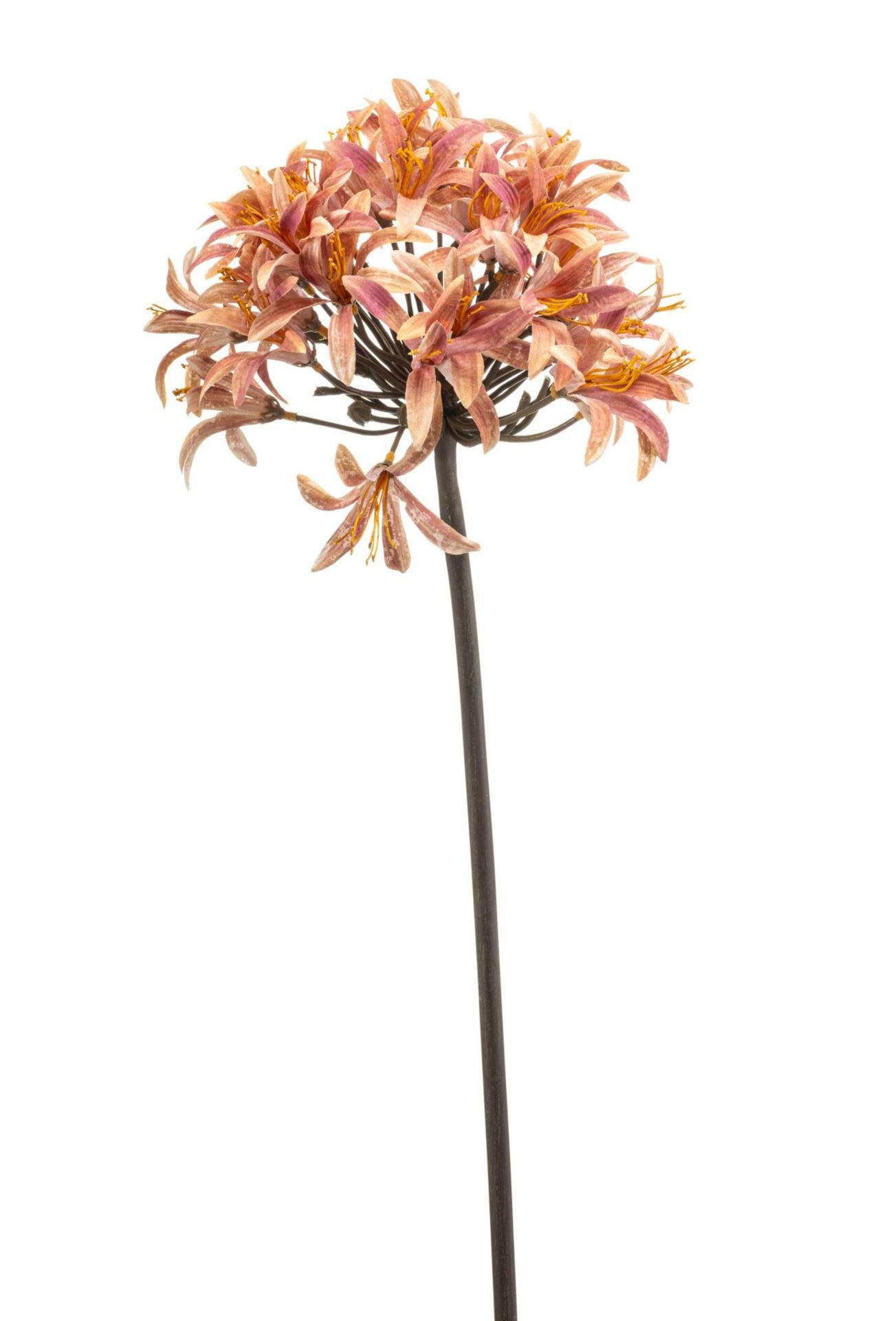 Agapanthus spray pink 70cm