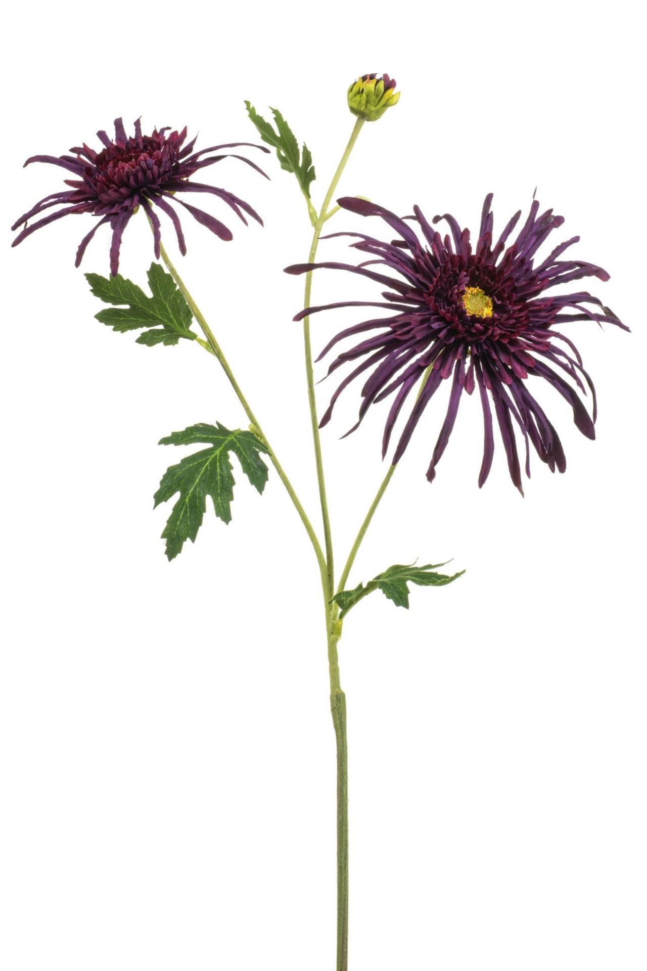 Chrysantum spider spray puple 70cm