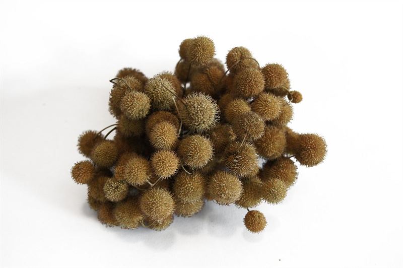 Plataanballen 250gr.  naturel