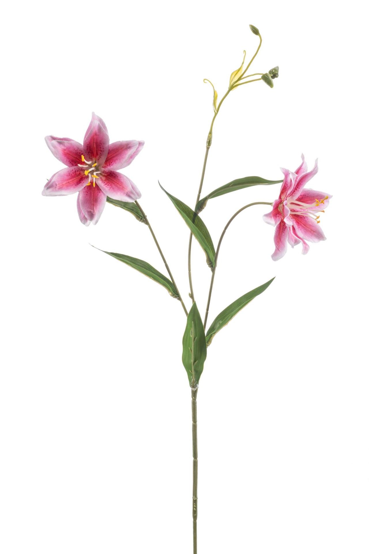 Lily wild spray pink 70cm